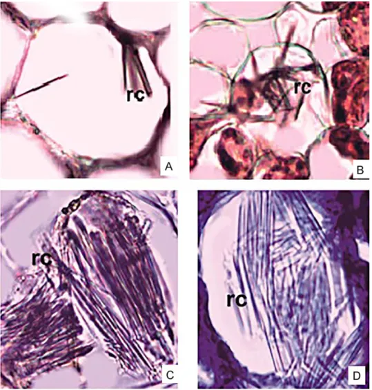 Fig. 4. Crystals in cross-section of Biarum pyrami (A, B) and B. marmarisense (C, D) (rc =  raphide crystals)