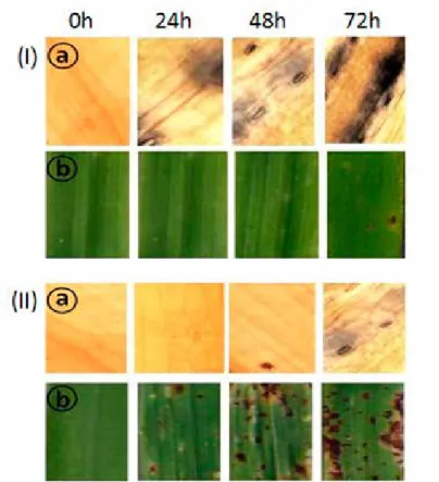 Figure 1. Localization of H 2 O 2  (a) and SB symptoms (b) in tissues of barley leaves; resistant (I) and susceptible  (II) at 0, 24, 48 and 72 hours post inoculation with C