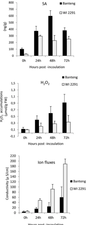 Figure 2. Changes in SA, H 2 O 2  and ion fluxes in barley resistant ‘Banteng’ and susceptible ‘WI2291’ seedlings  inoculated C