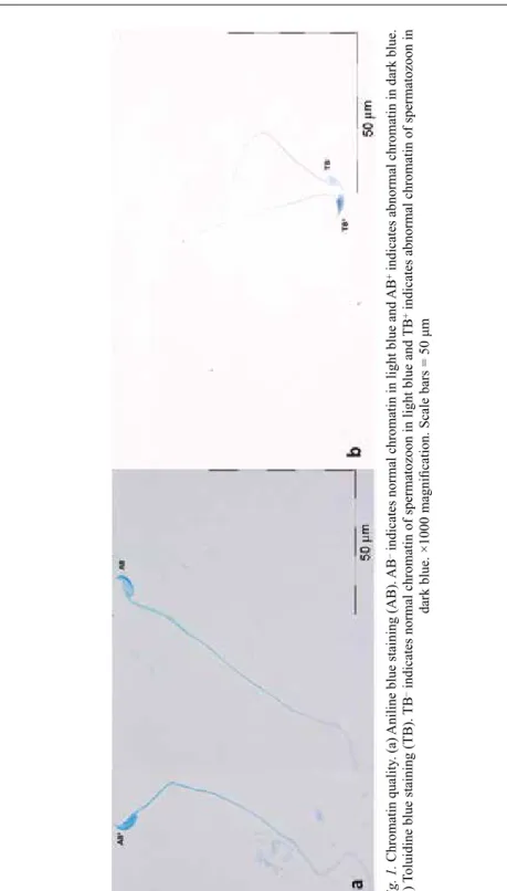 Fig. 1. Chromatin quality. (a) Aniline blue staining (AB). AB– indicates normal chromatin in light blue and AB+ indicates abnormal chromatin in dark blue