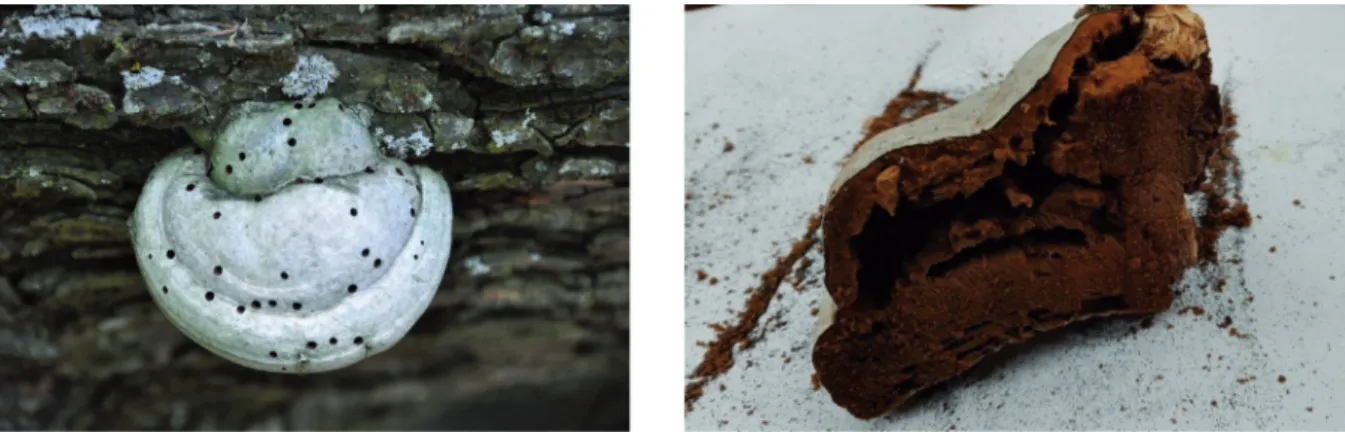 Figure 2. Fomes fomentarius with emergence holes and with the fruiting body consumed by beetles (left) an its cross section (right).