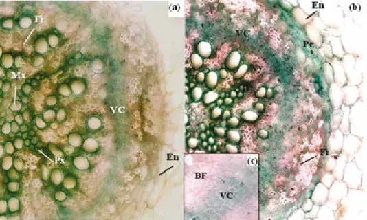 Fig. 5. Light micrographs showing root cross-sections of M. scutellata. Twenty-eight-day-old plants were  grown for 7 days in the absence (a) or in the presence of NaCl 170 mM (b)