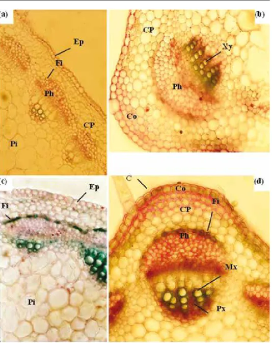 Fig. 6. Transverse sections of M. scutellata stems. Twenty-eight-day-old plants were grown for 7 days in  the absence (a and b) or in the presence of 170 mM NaCl (c and d)
