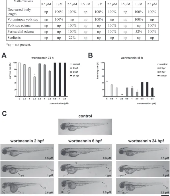 Fig. 1. Wortmannin affects  survival  and  development in  zebrafish  embryos. A)  Survival  rate  of  72  hpf  zebrafish  embryos treated with wortmannin at 2, 6 or 24 hpf