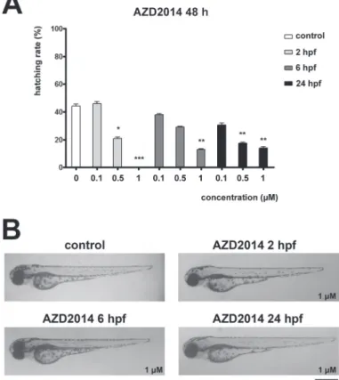 Fig. 3. AZD2014 affects hatching but not development in zebrafish embryos. A) Hatching rate of 48 hpf  zebrafish embryos treated with AZD2014 at 2, 6 or 24 hpf