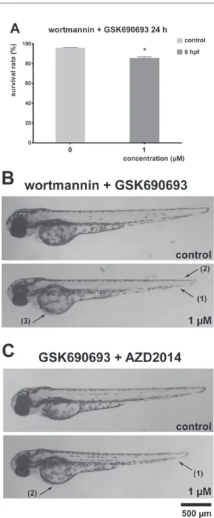 Fig. 4. PI3K-Akt-mTOR pathway inhibitors co-treatments affect survival and development in zebrafish  embryos