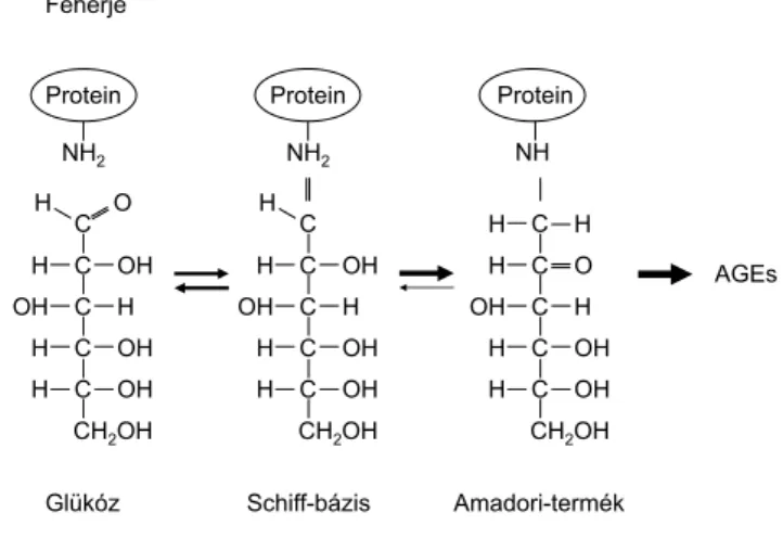 3. ábra Előrehaladott glikációs végtermékek keletkezéséhez vezető  szénhidrát–fehérje biokémiai reakció vázlatosan