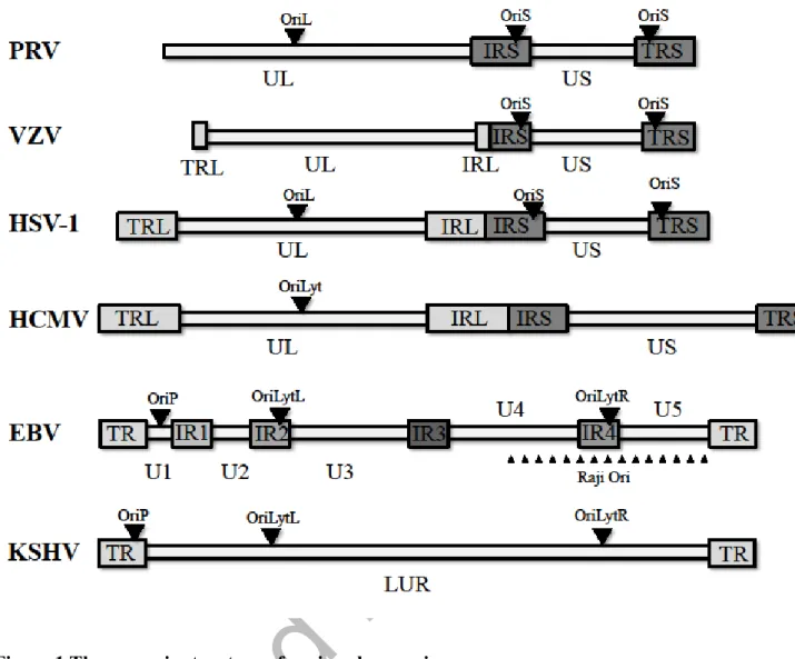 Figure 1 The genomic structure of various herpesviruses.  