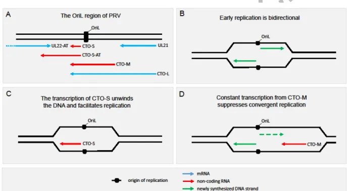 Figure 3 Replication-associated transcripts in a baculovirus, a poxvirus and a circovirus