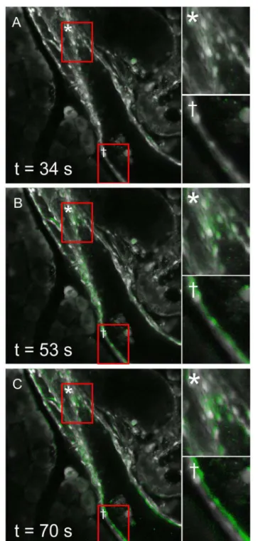 FIGURE 5 | Spatial displacement of ductal cells after stimulation with 1 mM CDCA. An intralobular duct is shown before (A) and during (B,C) the stimulation with chenodeoxycholic acid (CDCA)
