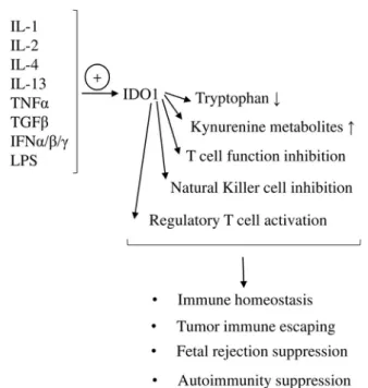 Fig. 2. The role of IDO1 in immune regulation.IDO1 expression can be enhanced by cytokines (IL-1, IL-2, IL-4, IL-13, TNFα, TGFβ, IFNα/β/γ) and lipopolysaccharides (LPS).
