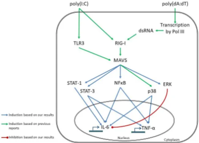 Figure 4. Proposed model of poly(I:C)- and poly(dA:dT)-induced signaling events leading to IL-6  and TNF-α expression in keratinocytes, based on our results and results of previous reports [21–