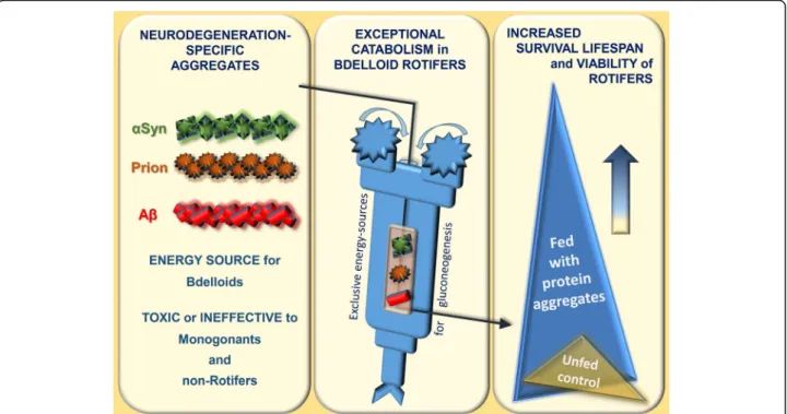 Fig. 5 The general capability of bdelloid rotifers to catabolise neurotoxic aggregates 