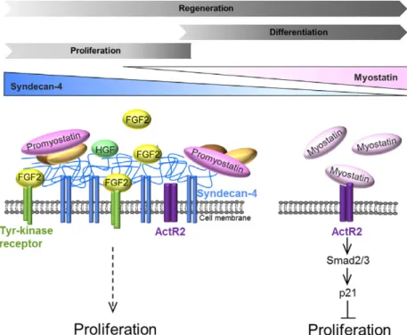 Fig. 6. Schematic representation of the role of SDC4 during myoblast proliferation. The level of SDC4 is gradually decreasing during in vivo skeletal muscle regeneration, and in vitro myoblast differentiation