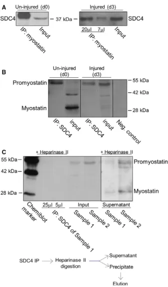 Fig. 2. Characterization of SDC4 – promyostatin interaction. (A) Co- Co-immunoprecipitations (co-IPs) were carried out with rabbit antiserum to the C-terminal part of myostatin (AB3239) in un-injured (control, day 0, d0) and injured (3 days after notexin i