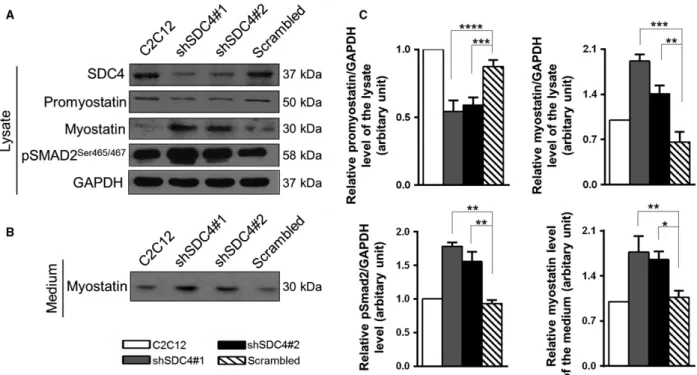 Fig. 4. SDC4 influences the level of myostatin. (A) Representative western blot experiments show the levels of SDC4, promyostatin, myostatin and phospho-pSMAD2 Ser465/467 in nontransfected C2C12 myoblasts and in cell lines stably expressing shRNA against S