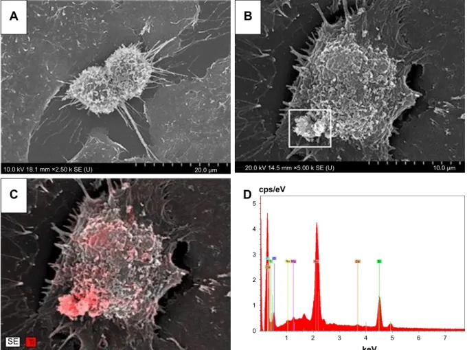Figure 2 seM images of control (A) and TiO 2  nanorod-treated a549 cell (B). The cluster of white particles at the lower left region of the cell appeared to be nano-TiO 2 ,  which was verified by the density of the red color, corresponding to titanium (C),