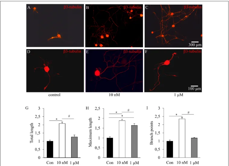 FIGURE 1 | The effects of insulin on neurite outgrowth of cultured adult rat dorsal root ganglion (DRG) neurons