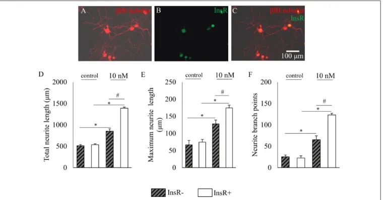FIGURE 4 | The effects of insulin (10 nM, 48 h) on neurite outgrowth of insulin receptor (InsR)-positive and InsR-negative cultured adult rat dorsal root ganglion (DRG) neurons