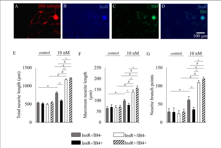 FIGURE 7 | The effects of insulin (10 nM, 48 h) on neurite outgrowth of cultured adult rat dorsal root ganglion (DRG) neurons