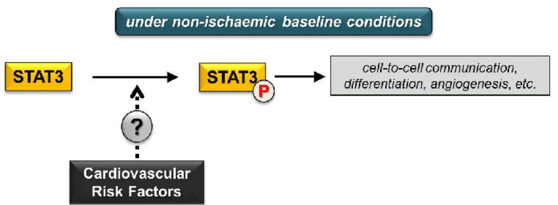 Figure  2.  Cardiovascular  risk  factors  and  cardiac  STAT3  activation  under  non-ischaemic  baseline  conditions