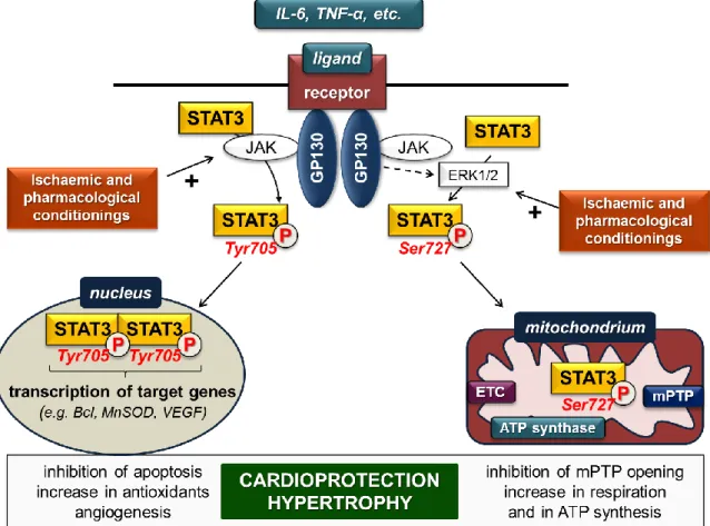 Figure  1. STAT3 signalling in cardiac myocytes in settings of ischaemia/reperfusion. ETC: electron  transport chain; GP: glycoprotein; JAK: Janus kinase; mPTP: mitochondrial permeability transition  pore;  MnSOD:  manganese-dependent  superoxide  dismutas