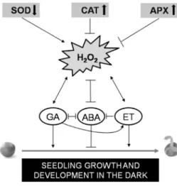 Fig. 1. Crosstalk between H 2 O 2  homeostasis regulated by the  key antioxidant enzymes and interactions between  phytohormones for seedling growth and development in the  dark