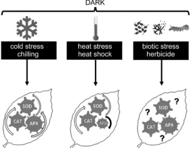 Fig. 3. Stress-induced changes in the key antioxidant enzymes in the leaves of various plant species under darkness