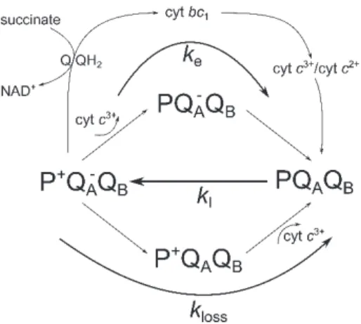Fig. 1. A simplified scheme for stationary electron flows in and  around the RC: light excitation closes the open RC (PQ A Q B ) with  rate constant k I  and the closed RC (P + Q A – ) is re-opened by  electron transfer from the acceptor side, via the Q/QH