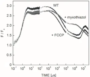 Fig. 2. Fluorescence induction (F/F 0 )  of anaerobic intact and  inhibitor (FCCP and myxothiazol)-treated cells of Rhodobacter  sphaeroides upon strong and rectangular shape of excitation  (intensity 2 W cm –2  at 808 nm)