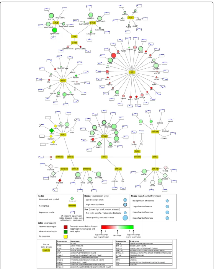 Fig. 6 Distribution of transcripts of main cytoskeletal genes visualized by Cytoscape