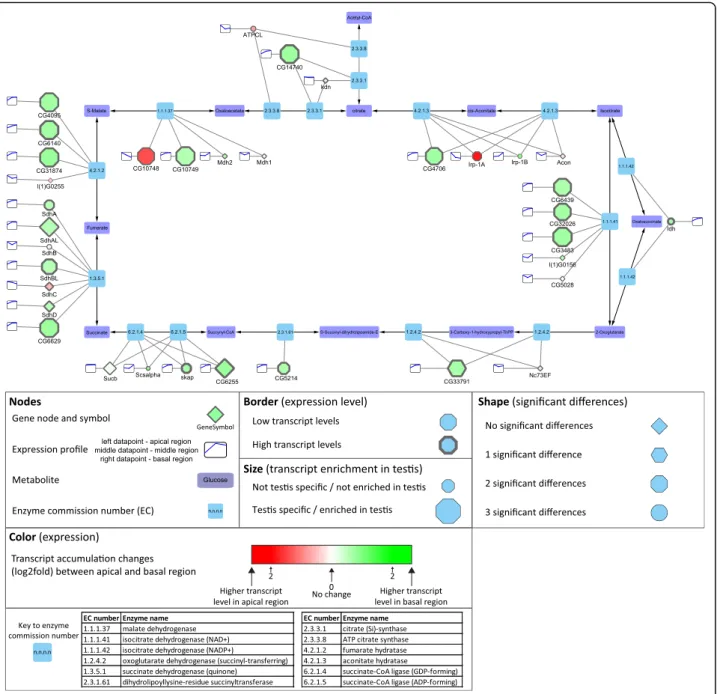 Fig. 8 Distribution of transcripts of genes of the citrate cycle visualized by Cytoscape