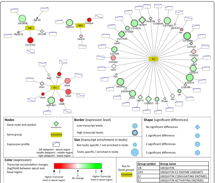 Fig. 3 Transcript distribution of the ubiquitin activating E1 and ubiquitin conjugating E2 genes