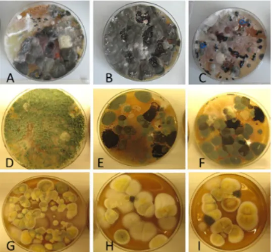 Figure 9. Fungal colonies sampled from the outdoor air and from the extract air filter dust before and  after the ventilation intervention. The outdoor air and dust contained black Curvularia‐like colonies  (A–C).  Extract  air  filter  sampled  before  th