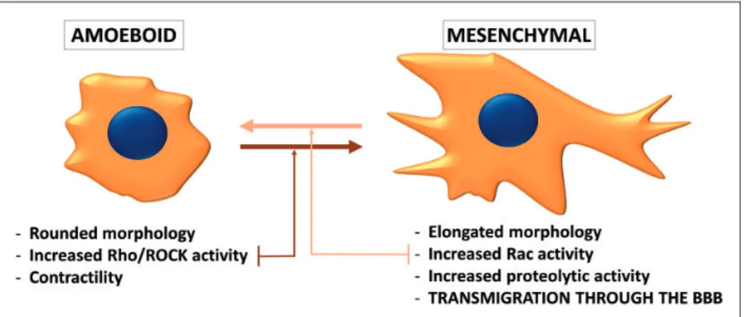 Figure 2. Phenotypes of migrating tumor cells. During individual migration, tumor cells either acquire the amoeboid (leukocyte-like) or the mesenchymal (fibroblast-like) phenotype