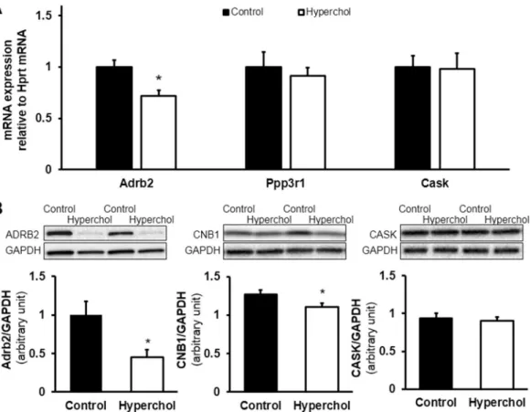 Figure 3.  Validation of several predicted miRNA targets. Based on qRT-PCR, Adrb2 mRNA, but not Ppp3r1  and Cask mRNAs, was significantly downregulated by hypercholesterolemia in the heart compared to the  control group (A)