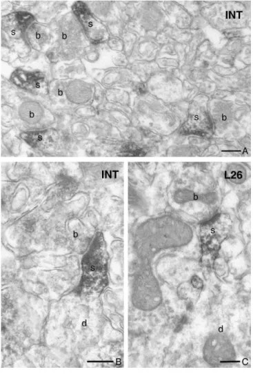 8. ábra  A DGL-α immunjel a hippokampuszból vett mintákban a dendrittüskék fejében koncentrálódik
