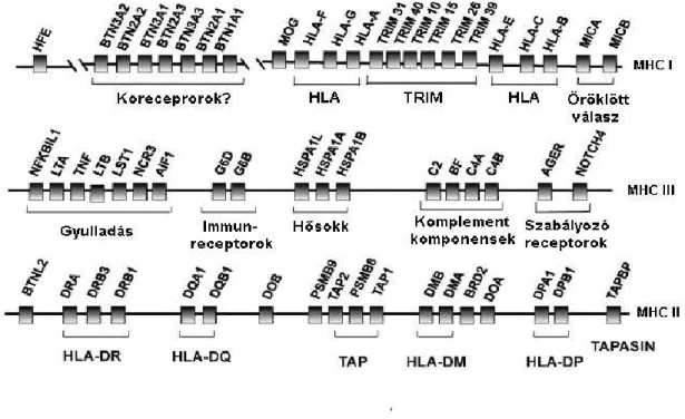 2. ábra. A fő hisztokompatibilitási génkomplex [14]. 