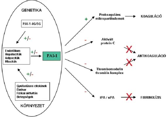 6. ábra. PAI-1 termelődését befolyásoló tényezők illetve a PAI-1 hatása a koagulációs  és a fibrinolitikus útvonalakra [153]