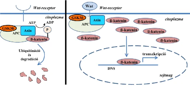 1. Ábra: A Wnt/β-katenin jelátviteli útvonal: Wnt hiányában a β-katenin foszforilálódik és  lebomlik