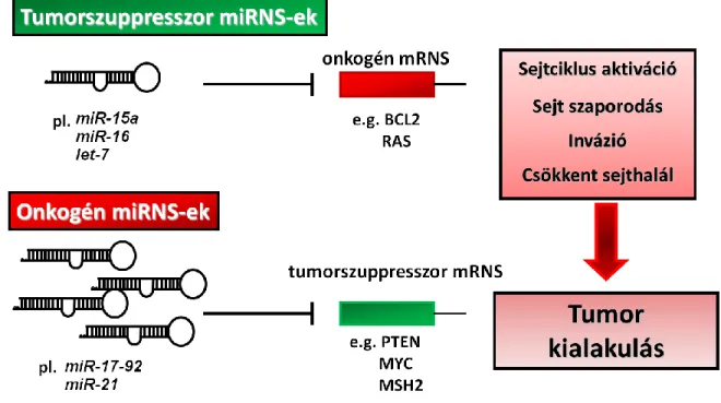 2. Ábra: Tumorszuppresszor és onkogén miRNS-ek tumorgenezisben betöltött szerepe. 