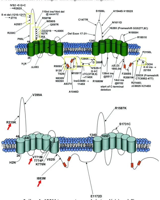 3. ábra: Az ABCA1 transzporter membrán topológiai modellje 