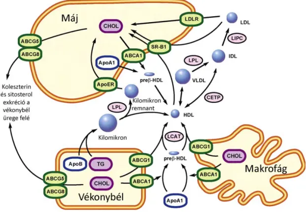 6. ábra: ABC transzporterek a lipoproteinek metabolizmusban. 