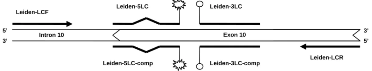 7. ábra. Az V. faktor Leiden mutáció vizsgálata során alkalmazott oligonukleotidok  (primerek és szondapárok) sematikus elhelyezkedése az V
