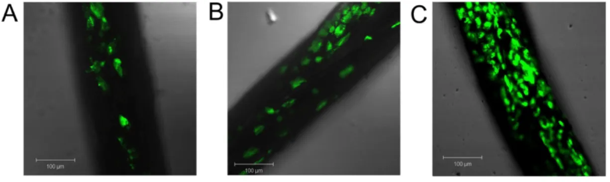 4. ábra  Fluoreszcens mikroszkópos kép az albuminnal bevont fonalakra tapadt sejtekről