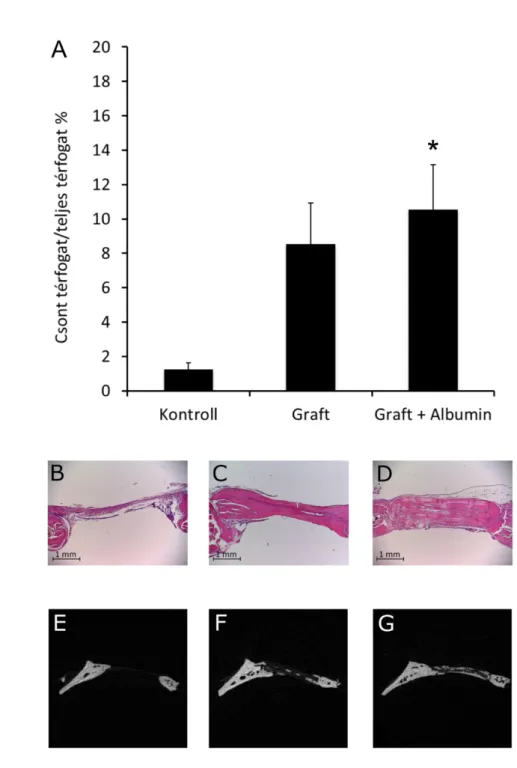 10. ábra  A BoneAlbumin hatásainak vizsgálata idős nőstény patkányokban. Az A panel ex  vivo microCT vizsgáatokat mutat, mely igazolja, hogy a BoneAlbumin nagyobb térfogatú csont 