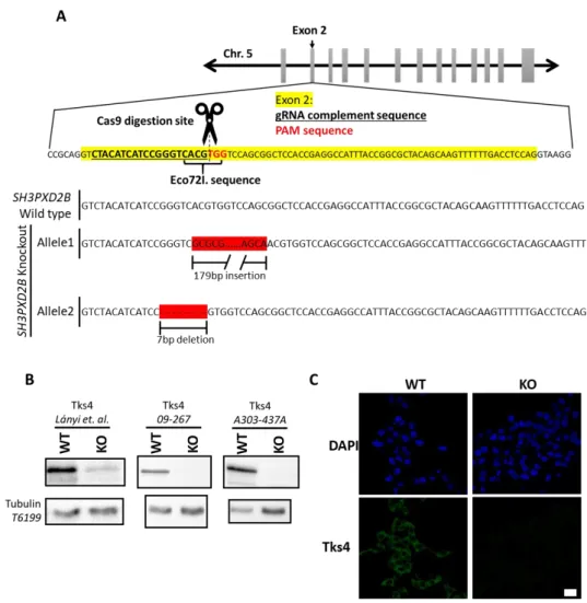 Figure 1. Deletion of SH3PXD2B via CRISPR/Cas9 in HCT116 cells. (A) Human SH3PXD2B is located  on chromosome 5