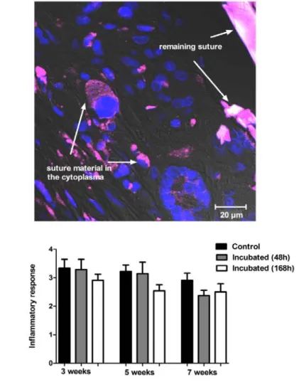 Figure 2. Inflammatory response and phagocytosis of implanted suture material. Panel (A)  shows a section from skeletal muscle with the remaining suture material (purple) 5 weeks  after the implantation (63×)