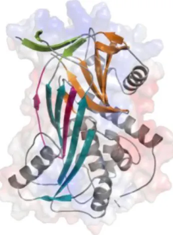 2. ábra. A C1-inhibitor szerpin-domain szerkezete (42)  