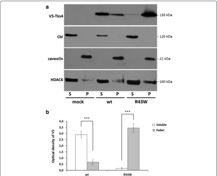 Fig. 1 The Tks4 R43W mutant protein is present in detergent-insoluble pellets. 1a, COS7 cells were transiently transfected with wild type V5-Tks4 or V5-Tks4 R43W constructs